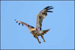 Tawny Eagle (Aquila rapax)  