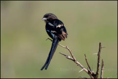 Magpie shrike (Lanius melanoleucus) 