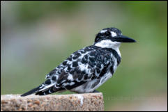 Pied Kingfisher (Ceryle rudis), Kruger National Park