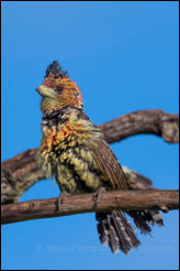 Crested Barbet (Trachyphonus vaillantii) 