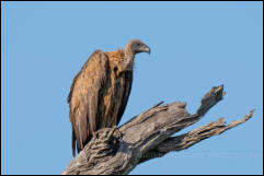 White-backed Vulture (Gyps africanus) 