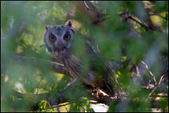 Southern white-faced owl (Ptilopsis granti) 