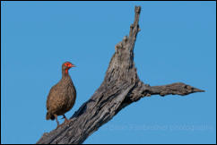 Swainson's spurfowl (Pternistis swainsonii) 