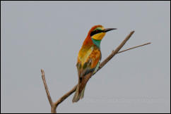 European bee-eater (Merops apiaster) 