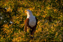 African fish eagle (Haliaeetus vocifer) 