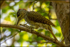 Golden-tailed woodpecker (Campethera abingoni) 