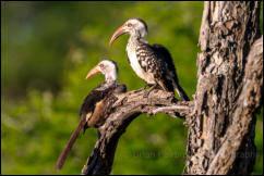 Southern red-billed Hornbill (Tockus rufirostris) 