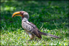 Southern yellow-billed hornbill (Tockus leucomelas) 