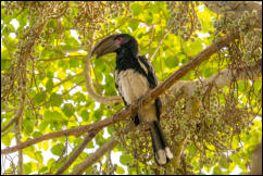 Trumpeter Hornbill (Bycanistes bucinator) 