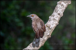 Arrow-marked babbler (Turdoides jardineii) 