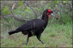 Southern ground hornbill (Bucorvus leadbeateri) 