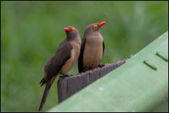 Red-billed oxpeckers (Buphagus erythrorynchus) 