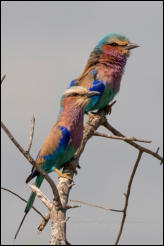 Lilac breasted Rollers (Coracias caudatus) 