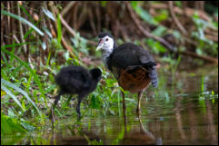 White-breasted waterhen (Amaurornis phoenicurus) 