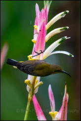 Olive-backed Sunbird (Cinnyris jugularis) 