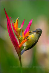 Brown-throated Sunbird (Anthreptes malacensis)  