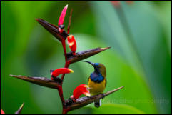 Olive-backed Sunbird (Cinnyris jugularis) 