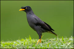 Javan Myna (Acridotheres javanicus) 