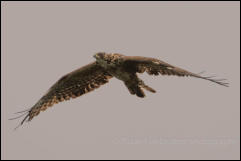 Changeable hawk-eagle (Nisaetus cirrhatus) 