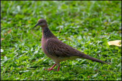 Eastern Spotted Dove (Spilopelia chinensis) 