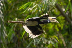 Oriental pied hornbill (Anthracoceros albirostris) 