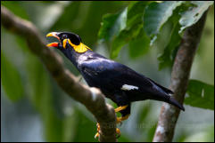 Common hill myna (Gracula religiosa) 