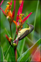 Brown-throated Sunbird (Anthreptes malacensis) 