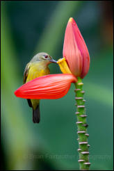 Brown-throated Sunbird (Anthreptes malacensis)  