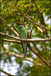 Blue-throated bee-eater (Merops viridis) 