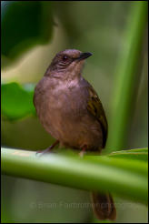 Olive-winged bulbul (Pycnonotus plumosus) 