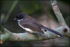 Malaysian pied fantail (Rhipidura javanica) 