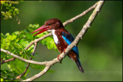 White-throated kingfisher (Halcyon smyrnensis) 