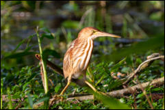 Yellow bittern (Ixobrychus sinensis) 