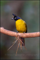 Black-crested bulbul (Rubigula flaviventris), Kaeng Krachan National Park, Phetchaburi Province.  