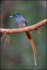 Blyth's Paradise-Flycatcher (Terpsiphone affinis), Kaeng Krachan National Park, Phetchaburi Province.  