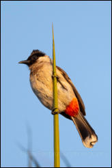 Sooty-headed bulbul (Pycnonotus aurigaster), Chiang Mai. 