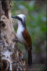 White-crested laughingthrush (Garrulax leucolophus), Kaeng Krachan National Park, Phetchaburi Province.