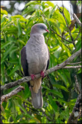 Mountain imperial pigeon (Ducula badia), Kaeng Krachan National Park, Phetchaburi Province.