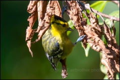 Yellow-cheeked tit (Machlolophus spilonotus), Doi Inthanon National Park.  