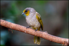 Stripe-throated bulbul (Pycnonotus finlaysoni), Kaeng Krachan National Park.