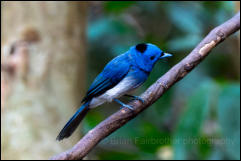 Black-naped monarch (Hypothymis azurea), Kaeng Krachan National Park