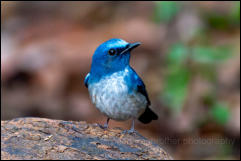 Hainan blue flycatcher (Cyornis hainanus), Kaeng Krachan National Park