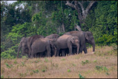 A herd of wild Asian elephants, Khao Yai National Park.  