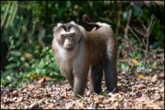  Northern pig-tailed macaque, Khao Yai National Park.