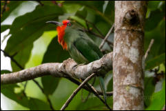 Red-bearded bee-eater (Nyctyornis amictus), Kaeng Krachan National Park.  