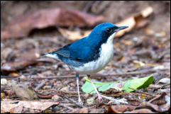 Siberian blue robin (Larvivora cyane), Kaeng Krachan National Park. 