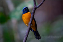 Rufous-bellied niltava (Niltava sundara), Doi Inthanon National Park. 