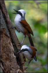 White-crested laughingthrush (Garrulax leucolophus), Kaeng Krachan National Park, Phetchaburi Province.  