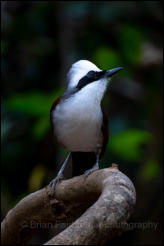 White-crested laughingthrush (Garrulax leucolophus), Kaeng Krachan National Park, Phetchaburi Province.