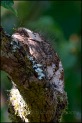 Hodgson's frogmouth (Batrachostomus hodgsoni), Chiang Mai. 